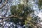 Low angle view on foliage and tree trunks.