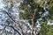 Low angle view on foliage and tree trunks.