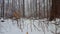 Low Angle View of Forest Floor During Winter Snow.  Low Level Angle While Snowing