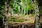 Low angle view of forest trees and roots. Nature green wood back