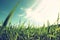 Low angle view of fresh grass against blue sky with clouds.