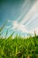 Low angle view of fresh grass against blue sky with clouds. freedom and renewal concept