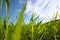 Low angle view of fresh grass against blue sky with clouds. freedom and renewal concept