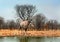 Low angle view of a gemsbok oryx  standing next to a waterhole in Etosha