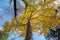 Low angle view Ginkgo Biloba yellow leaf tree with blue sky