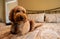 Low angle view of a Goldendoodle dog laying on the bed