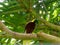 Low angle view of a greater bird of paradise on a tree branch in bali