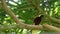 Low angle view of a greater bird of paradise on a tree branch in bali