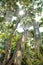 Low angle view of green nature forest trees with sunlight in Thailand. Spring Summer Sun Shining Through Canopy Of Tall Trees