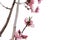 Low angle view homegrown blooming peach flowers with bamboo stake isolated on white background in North Texas, America