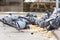 Low angle view of a hungry flock of pigeons eating bread in the street