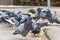 Low angle view of a hungry flock of pigeons eating bread in the street