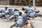 Low angle view of a hungry flock of pigeons eating bread in the street