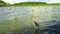 Low angle view of the hypnotic ambient motion of replanted mangrove seedlings swaying in the water current