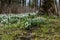 Low angle view of illuminated forest floor with white snowdrops and tree trunk in spring