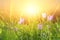 low angle view image of fresh grass and spring cyclamen flowers. freedom and renewal concept.