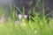 low angle view image of fresh grass and spring cyclamen flowers. freedom and renewal concept.