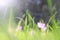 low angle view image of fresh grass and spring cyclamen flowers. freedom and renewal concept.