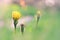 low angle view image of fresh grass and spring flowers. freedom and renewal concept.