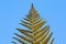 Low angle view on isolated divided leaf frond of eagle fern bracken Pteridium aquilinum against blue sky in the evening sun -