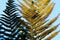 Low angle view on isolated divided leaf frond of eagle fern bracken Pteridium aquilinum against blue sky in the evening sun -