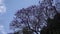 Low-angle view of a jacaranda tree with blue sky as background