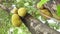 low angle view of jackfruits in a tree