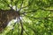 Low angle view of large tropical tree with sunlit green leaves, Palenque, Chiapas, Mexico