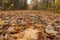 Low Angle View of Leaves Covering Carraige Road