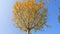 Low angle view of leaves falling from autumn golden ginkgo tree under blue sky