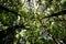 Low angle view looking up of abundance tropical forest tree with green leaves in the mountain