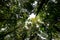 Low angle view looking up of abundance tropical forest tree with green leaves in the mountain