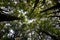 Low angle view looking up of abundance tropical forest tree with green leaves in the mountain