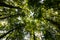 Low angle view looking up of abundance tropical forest tree with green leaves in the mountain