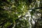 Low angle view looking up of abundance tropical forest tree with green leaves in the mountain