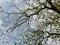 low angle view Malabar is a large tree with many branches that begin to grow young leaves.backgroung blue sky with white clouds