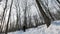 Low angle view of a man walking with snowshoes, in a snowy path, in a wood, seen from a tilted angle, moving away