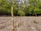 Low angle view of mangrove trees roots, pneumatophores, aerial roots, mangrove apple in mangrove forest at low tide period