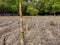 Low angle view of mangrove trees roots, pneumatophores, aerial roots, mangrove apple in mangrove forest at low tide period