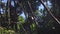 Low angle view of monkey sitting on branches high above ground. Living on trees in forest. Animals in Safari park, South