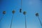 Low angle view of palm trees and a traffic lamp under sunlight and a blue sky