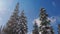 Low angle view of pine trees covered in snow.