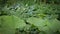 Low angle view of plants growing in a garden