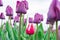 Low angle view of red and white french tulip growing among a field of purple triumph tulips. Close-up, high resolution photo of