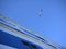 Low angle view of a seagull flying in the air near a blue giant cruise ship, spreading wing, beautiful blue sky white cloud