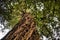 Low angle view of sequoia tree with tree trunk