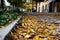 Low angle view of a side walk covered with autumn leafs