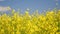 Low angle view of spring rapeseed flower against sky.