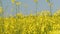 Low angle view of spring rapeseed flower against sky. Close up.