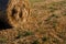 Low angle view of straw on the meadow